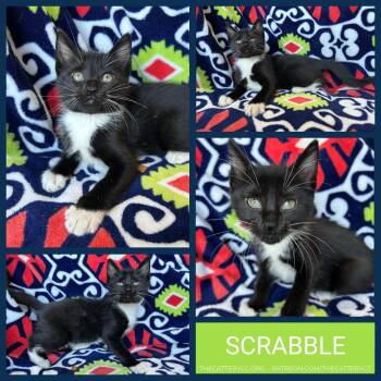 Scrabble -  Domestic Short Hair Cat for Adoption in Corpus Christi, Texas - Scrabble | PetCurious