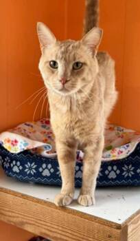 Franklin -  Domestic Short Hair Cat for Adoption in Ogden, Utah - Franklin | PetCurious
