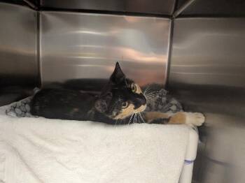 Soprano -  Domestic Short Hair Cat for Adoption in Cincinnati, Ohio - Soprano | PetCurious