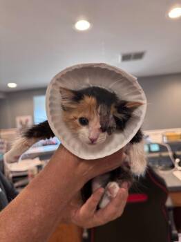 Goldfinch -  Domestic Short Hair Cat for Adoption in Plymouth, Michigan - Goldfinch | PetCurious