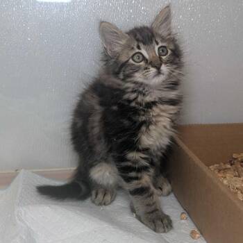 Domestic Medium Hair Cats Available for Adoption in Sunnyvale, California - Collin | PetCurious