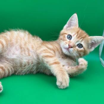 Honey Pie -  Domestic Short Hair Cat for Adoption in Elfin Forest, California - Honey Pie | PetCurious