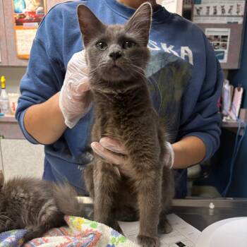 Galaxy -  Domestic Short Hair Cat for Adoption in Newark, New Jersey - Galaxy | PetCurious