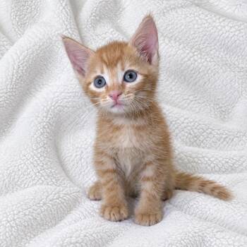 Louie -  Domestic Short Hair Cat for Adoption in Tucson, Arizona - Louie | PetCurious