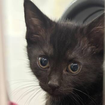 Onyx -  Domestic Short Hair Cat Available for Adoption in Peconic, New York - Onyx | PetCurious
