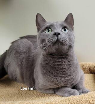 Rescue Russian Blue Cats for Adoption in Mazon, Illinois - Lee | PetCurious