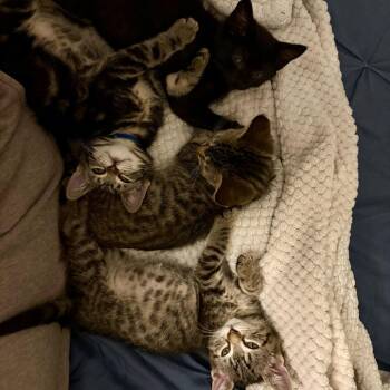 Frodo (Hobbits) -  Domestic Short Hair Cat Available for Adoption in Charlotte, North Carolina - Frodo (Hobbits) | PetCurious