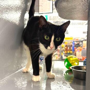 Glue -  Domestic Short Hair Cat for Adoption in San Jacinto, California - Glue | PetCurious