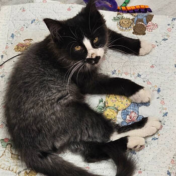 Rescue Domestic Long Hair Cats for Adoption in Kingman, Kansas - Blu | PetCurious