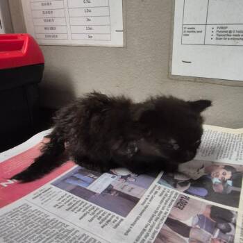 Vaughn -  Domestic Medium Hair Cat for Adoption in Yuma, Arizona - Vaughn | PetCurious