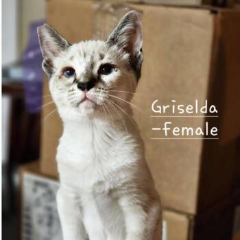 Domestic Short Hair Cats Available for Adoption in Morgan Hill, California - Griselda | PetCurious