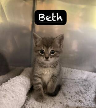 Beth -  Domestic Short Hair Cat for Adoption in Maumelle, Arkansas - Beth | PetCurious