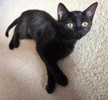 Domestic Short Hair Cats Available for Adoption in Prescott, Arizona - Rikki – A Silky Beauty With A Playful Spirit! | PetCurious
