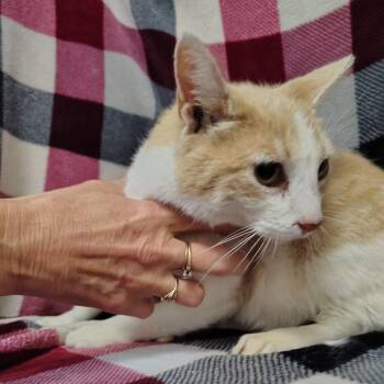 Domestic Short Hair Cats Available for Adoption in Coos Bay, Oregon - Tootsie | PetCurious