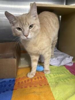 Domestic Short Hair Cats Available for Adoption in West Chester, Pennsylvania - Pie | PetCurious
