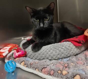 Brandy -  Domestic Short Hair Cat for Adoption in Leavenworth, Kansas - Brandy | PetCurious