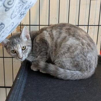 Sylvie -  Domestic Short Hair Cat for Adoption in Huntington, West Virginia - Sylvie | PetCurious