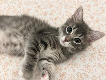 Crumbs -  Domestic Short Hair Cat for Adoption in Homer Glen, Illinois - Crumbs | PetCurious