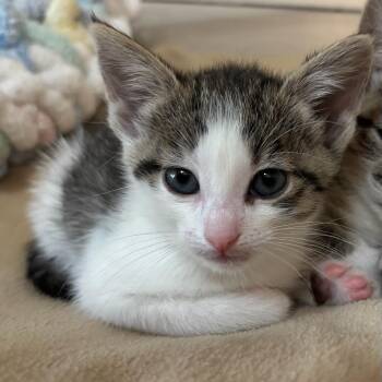 Tabby Cats Available for Adoption in San Juan Capistrano, California - Nebula  | PetCurious