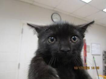 (635) -  Domestic Short Hair Cat for Adoption in Marietta, Georgia - (635) | PetCurious
