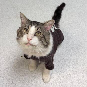 Donovan -  Domestic Short Hair Cat for Adoption in Lakewood, Colorado - Donovan | PetCurious