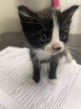 Boba -  Domestic Short Hair Cat for Adoption in Roseville, California - Boba | PetCurious