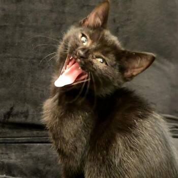 Mazikeen -  Domestic Short Hair Cat for Adoption in Denver, Colorado - Mazikeen | PetCurious