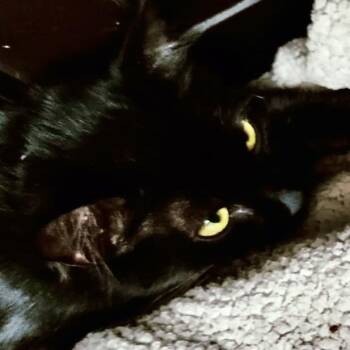 Nebula -  Domestic Medium Hair Cat for Adoption in Lakeland, Florida - Nebula | PetCurious