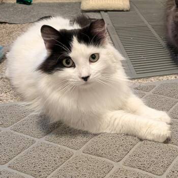 Domestic Long Hair Cats Available for Adoption in Layton, Utah - Lydia | PetCurious