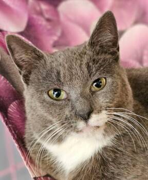 Domestic Short Hair Cats Available for Adoption in Lovingston, Virginia - Samantha | PetCurious