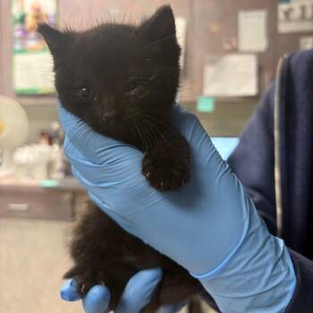 Starlight -  Domestic Short Hair Cat for Adoption in Newark, New Jersey - Starlight | PetCurious