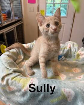 Sully -  Domestic Short Hair Cat for Adoption in Millerstown, Pennsylvania - Sully | PetCurious