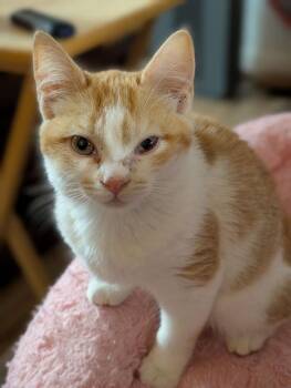 Domestic Short Hair Cats Available for Adoption - Andy | PetCurious
