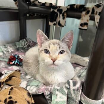 Siamese Cats Available for Adoption in Fairmont, Minnesota - Princess | PetCurious