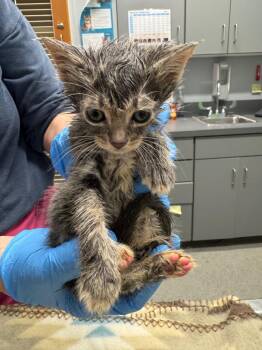 Happiness -  Domestic Short Hair Cat for Adoption in Bloomington, Indiana - Happiness | PetCurious