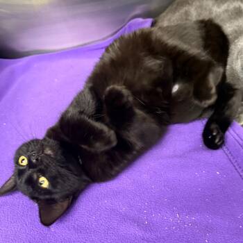Moonie -  Domestic Short Hair Cat for Adoption in Spokane, Washington - Moonie | PetCurious