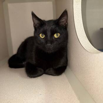 Rescue Domestic Short Hair Cats for Adoption in Pagosa Springs, Colorado - Edna | PetCurious