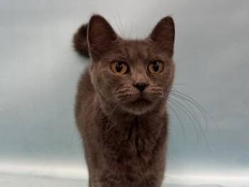 Little Dot -  Domestic Short Hair Cat for Adoption in Golden Valley, Minnesota - Little Dot | PetCurious