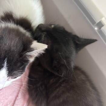 Otter -  Domestic Short Hair Cat for Adoption in Philadelphia, Pennsylvania - Otter | PetCurious