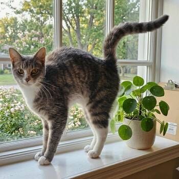 Domestic Short Hair Cats Available for Adoption - Freddie | PetCurious