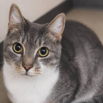 Odin -  Domestic Short Hair Cat for Adoption in Gloucester, Virginia - Odin | PetCurious