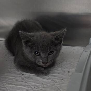 Rescue Domestic Short Hair Cats for Adoption in Dixon, Illinois - Pepper | PetCurious