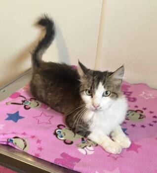 Sebastian Gray, White, & Brown Cat - long hair -  Domestic Long Hair Cat for Adoption in Mitchell, South Dakota - Sebastian Gray, White, & Brown Cat - Long Hair | PetCurious