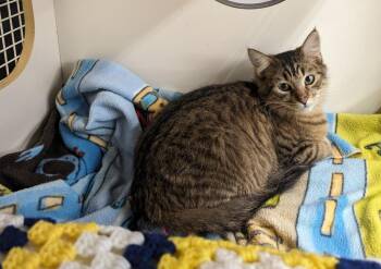 Valentino -  Domestic Medium Hair Cat for Adoption in Ocala, Florida - Valentino | PetCurious