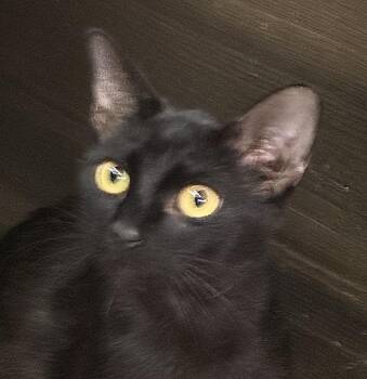Quinoa -  Domestic Short Hair Cat for Adoption in Schertz, Texas - Quinoa | PetCurious