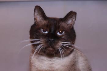 Smaug -  Domestic Short Hair Cat for Adoption in Cleveland, Ohio - Smaug | PetCurious