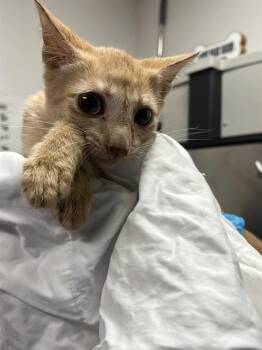 ORBIT -  Domestic Short Hair Cat for Adoption in Fort Lauderdale, Florida - ORBIT | PetCurious