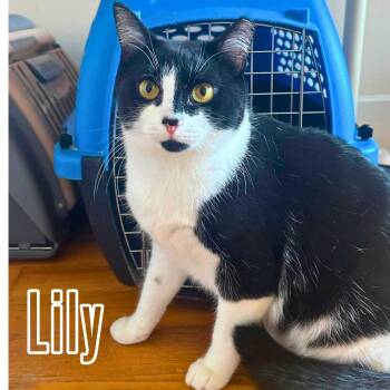 Lily & Daisy - sweet girls -  Domestic Short Hair Cat for Adoption - Lily & Daisy - Sweet Girls | PetCurious