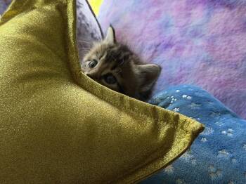 Darla -  Tabby and Maine Coon Cat for Adoption in Cincinnati, Ohio - Darla | PetCurious