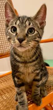 Pipo -  Domestic Short Hair Cat for Adoption in Reston, Virginia - Pipo | PetCurious